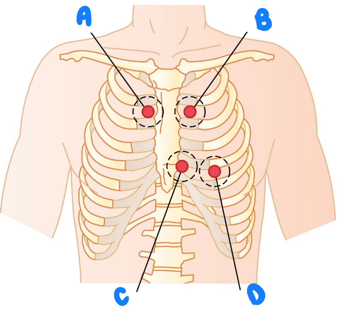 <p>4 areas on chest to listen to heartbeat </p>