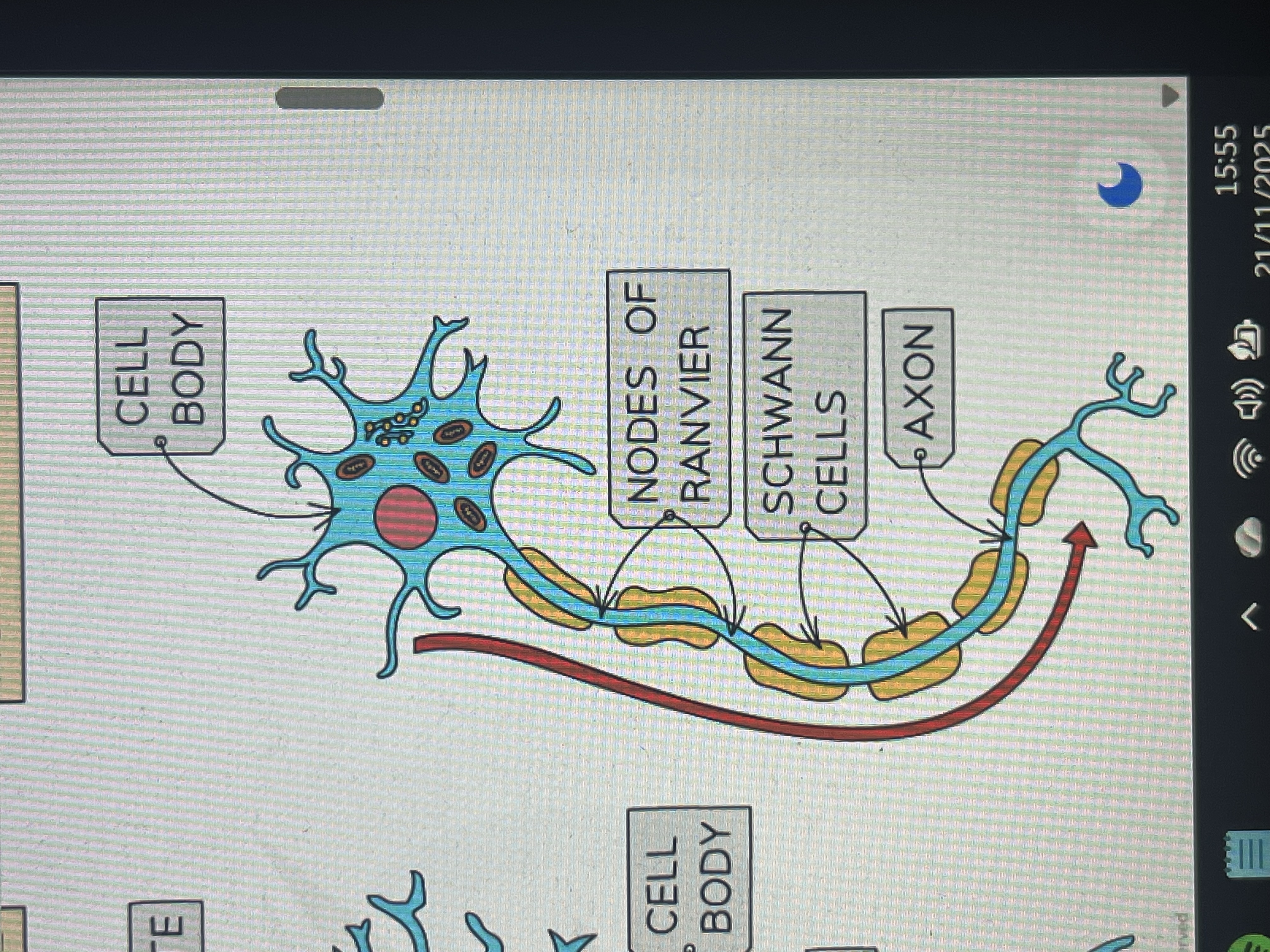 <ol><li><p>long</p></li><li><p>have a large cell body at one end</p></li><li><p>long dendrites branching off it</p></li></ol><p></p>