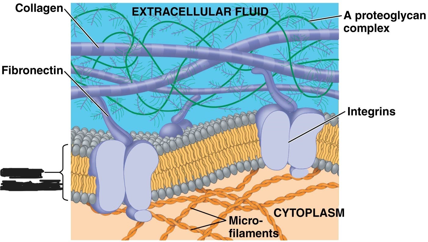 <p>3 Extracellular matrix (ECM)</p>