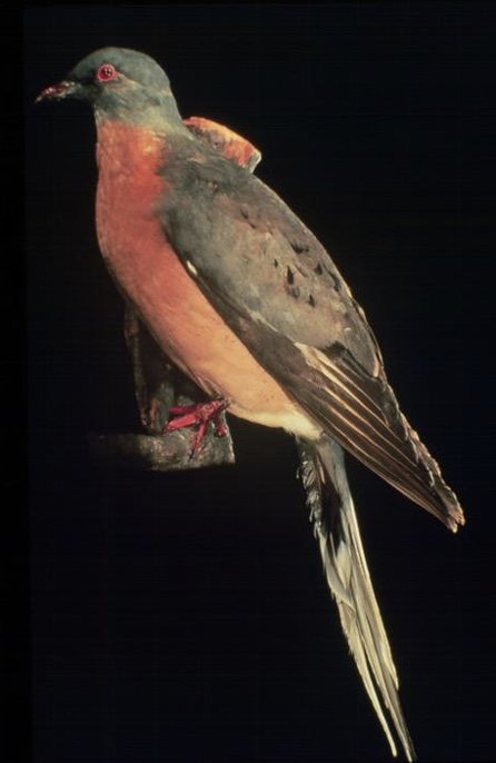 <p>Family: Columbidae</p><p>Common name: Passenger Pigeon</p><p>were hunted to extinction</p>