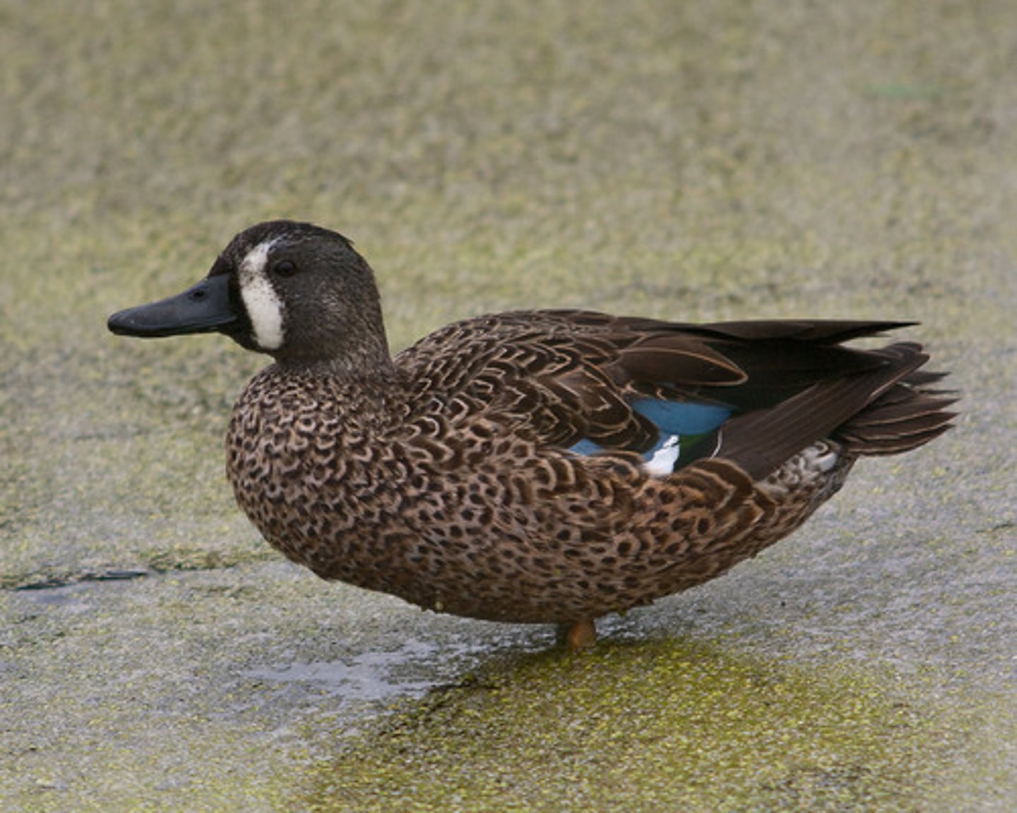 <p>Anseriformes</p>