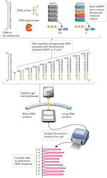 <ul><li><p>1977 - Sanger sequencing developed</p></li><li><p>Uses ddNTPs (dideoxynucleoside triphosphates)</p></li><li><p>Generates chain termination DNA molecules</p></li><li><p>Uses fluorescently labeled ddNTPs</p></li><li><p>Followed by capillary gel electrophoresis</p></li><li><p>1980 - Nobel Prize awarded for DNA sequencing</p></li></ul><p></p>