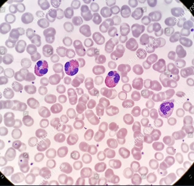<p>Identify the leukocyte</p>