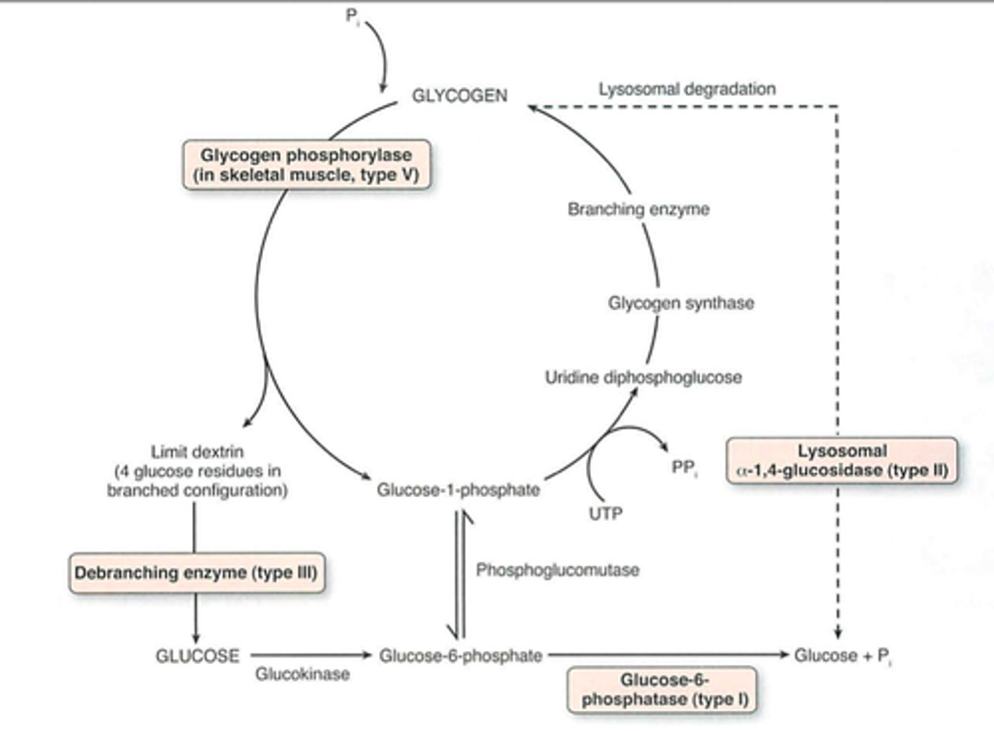 <p>-Glucose phosphorylated by hexokinase (glucokinase)</p><p>-Glucose converted to Glucose 1P by phosphoglucomutase</p>