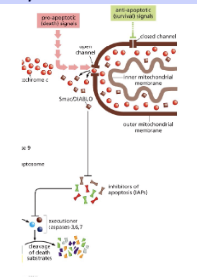 <p>INHIBITORS of apoptosis</p>