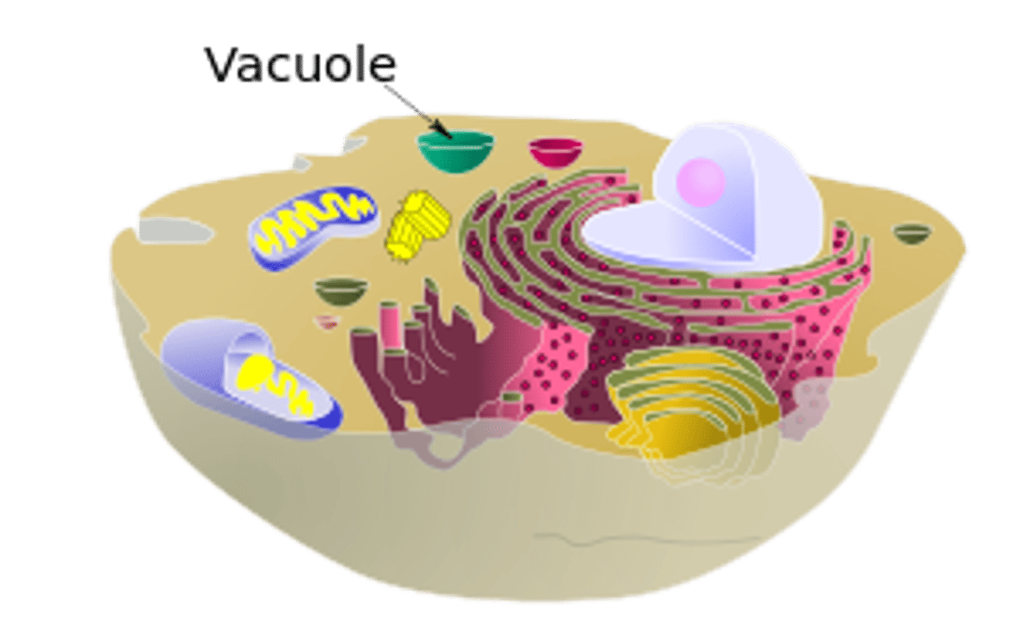 <p>storage (ex: stores water in plants)</p>
