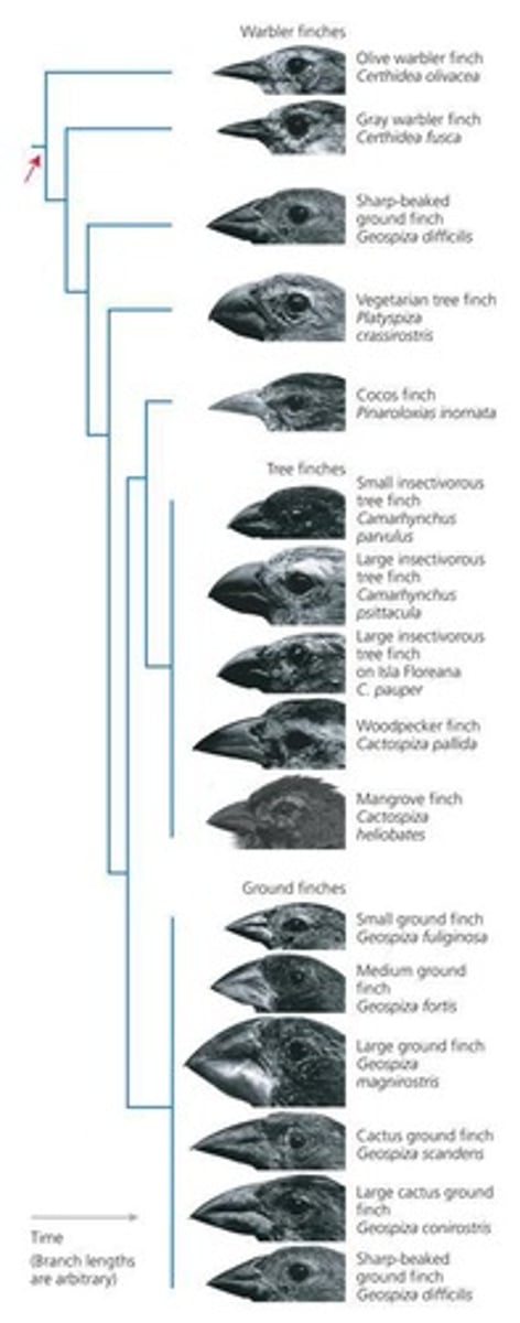 <p>Variation in beak morphology and its relation to feeding habits.</p>