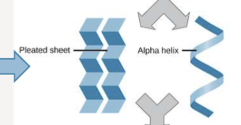 <p>local folding patterns, made up of alpha helices and beta sheets, stabilized by hydrogen bonds in the polypeptide backbone </p>