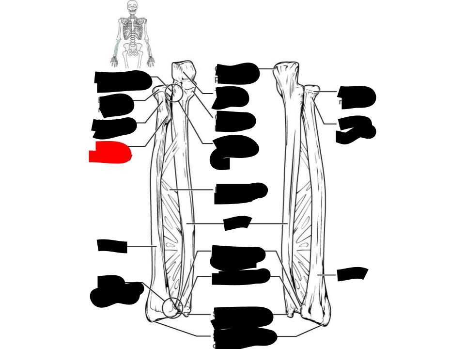 <p>radius</p>