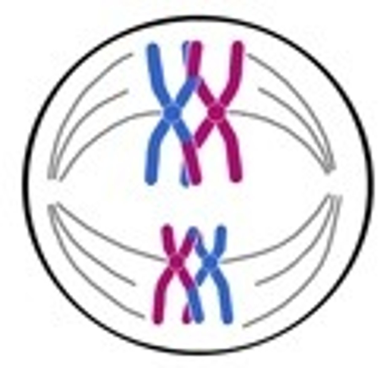 <p>Pairing of homologous chromosomes</p>