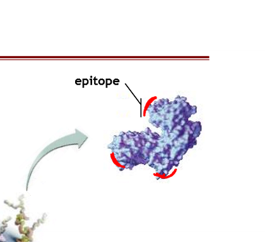 <p>A defined region or frageent of a molecule that has antigentic properties; note that a simple large molecule ( e.g. protein) may possess multiple epitopes</p><p>Food and dust also can contain antigentic particles</p><p>They are antigens, but they are a specific area of the protein ( which is also an antigen) </p><p>Induce a separate response ( subareas of the antigen)</p><p>Induce a strong response</p><p></p><p></p>