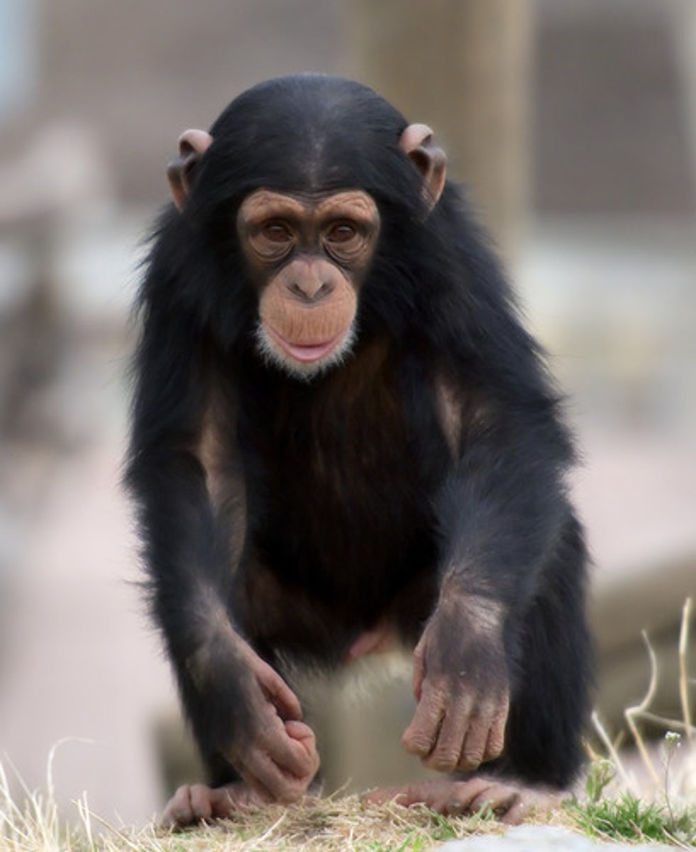 <p>chimpanzee CITIES I</p>
