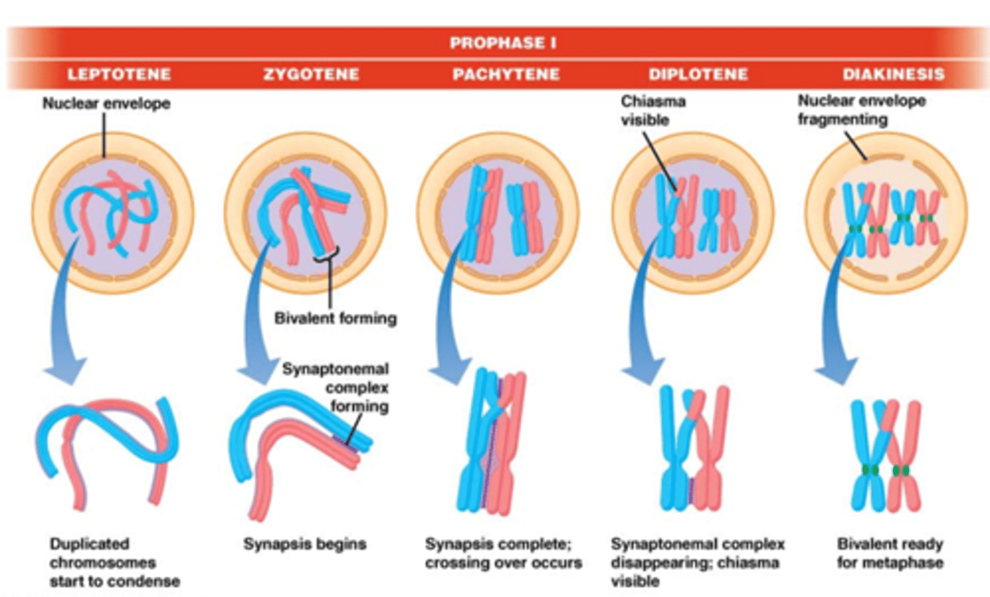 <p>Leptoteen: begin van chromosoom condensatie</p><p>Zygoteen: chromosomenparing, synapsis, verdere compactering</p><p>Pachyteen: synapsis volledig, chromosomen worden zichtbaar als bivalenten, vorming van ‘cross-overs’, verdere compactering</p><p>Diploteen: synaptonemaal complex verdwijnt, begin van scheiding, maar chiasmata zichtbaar. Bij de ontwikkeling van de eicel is er in deze fase een tijdelijke decondensatie gelinkt aan transcriptie en groeifase</p><p>Diakinese: maximale condensatie, vorming van kernspoel</p><p>onthoud zinnetje: Leer zingen P DIDI ;))</p>