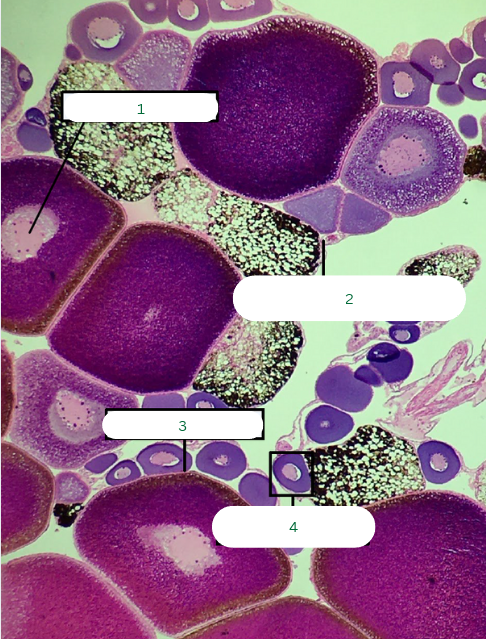 <p>What is the specimen in the photo?</p>