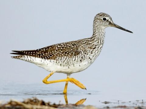 <ul><li><p>Bright yellow legs</p></li><li><p>Sandy, speckled topside</p></li><li><p>Pale underside with minimal spotting</p></li><li><p>Long bill</p></li></ul><p></p>