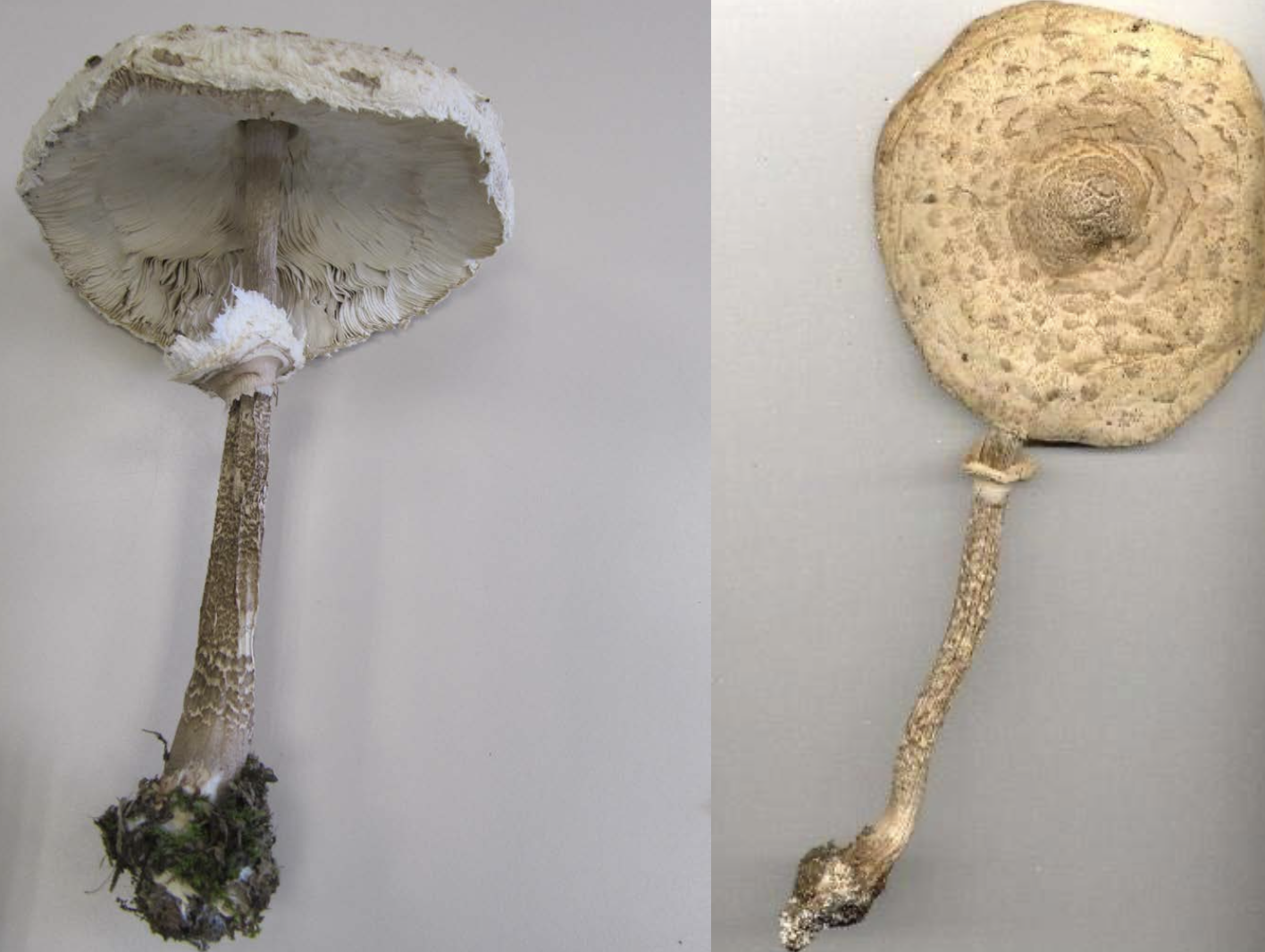 <p>Macrolepiota procera</p>