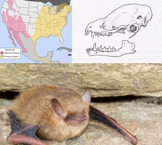 <p>American pipistrelle</p>