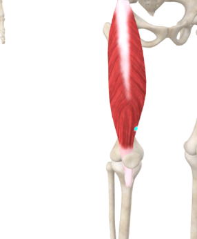 <p>origin: anterior inferior iliac spine </p><p>insertion: patella tibial tuberosity </p><p>function: helps your lower leg kick and rises knee </p>