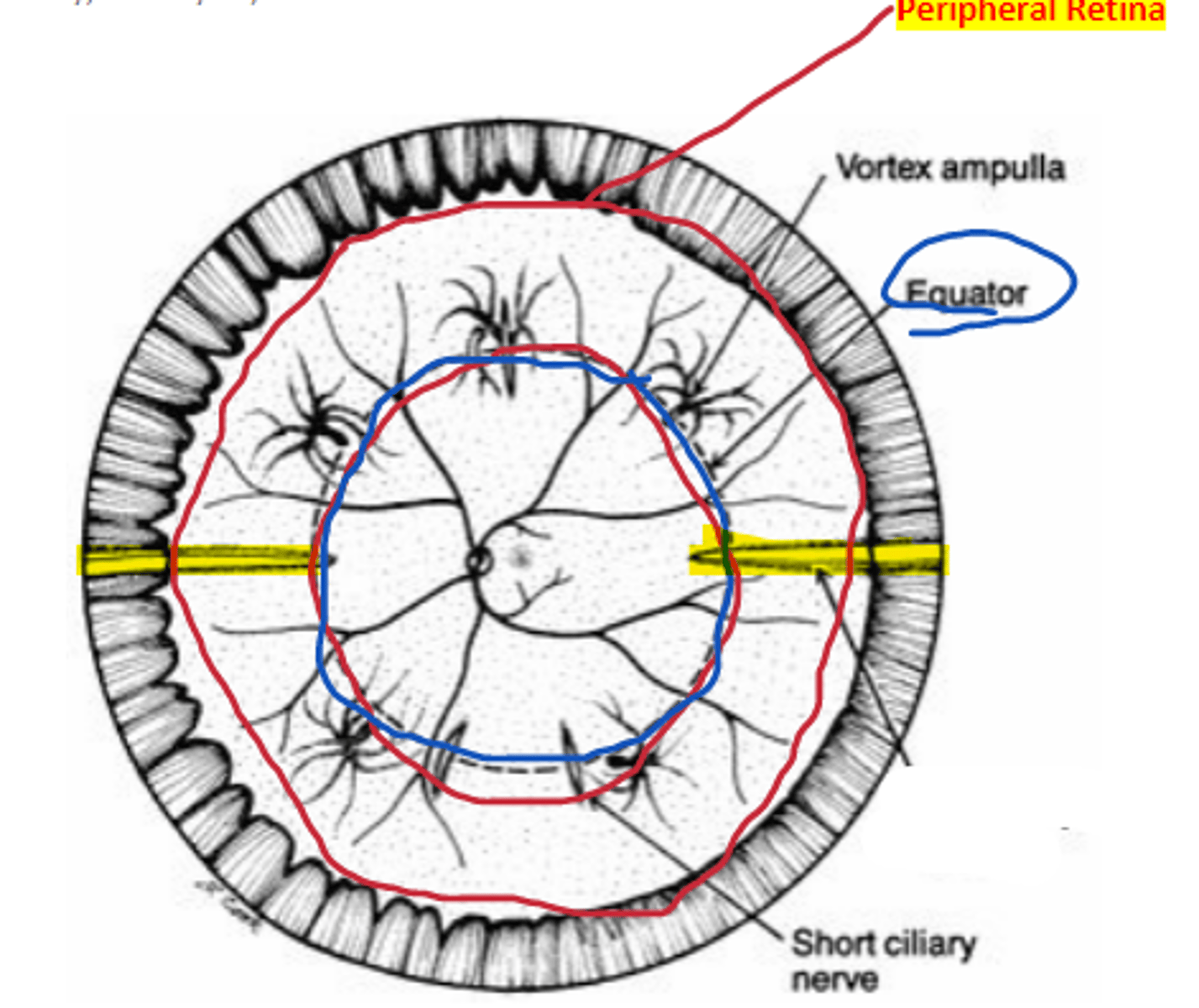 <p>nerve/artery complex located at the 3 and 9 o'clock positions separating inferior and superior retina.</p>