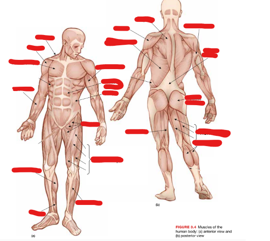<p>Label the muscles. (Y/N)</p>