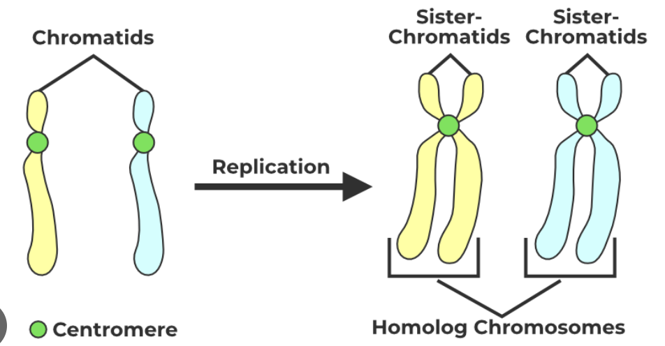 <p>DNA that has NOT been replicated.</p>