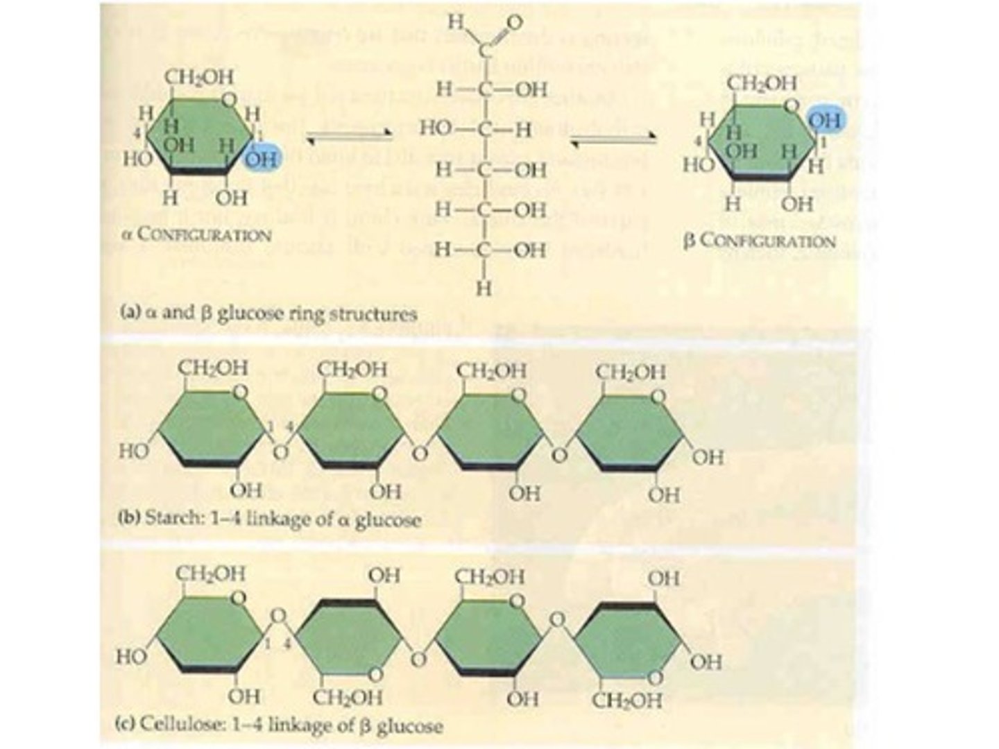 <p>Starch has alpha linkages between it's glucoses</p><p>Cellulose has beta linkages between it's glucoses</p>