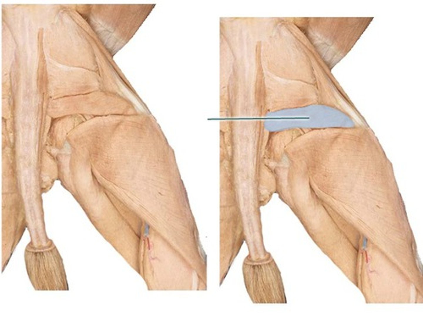 <p>- originates- caudal vertebrae</p><p>-inserts- patella</p><p>-function: adducts thigh and extends leg at the knee</p>