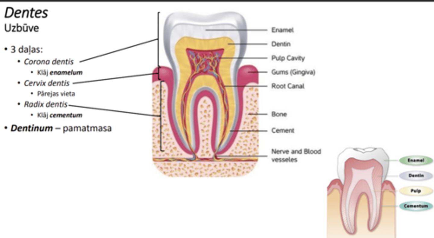 <p>corona, cervix, radix (alveolā)</p><p>pamatmasu veido dentinum</p><p>no ārpuses vainadziņu klāj- enamelum</p><p>sakni sedz cementum</p>