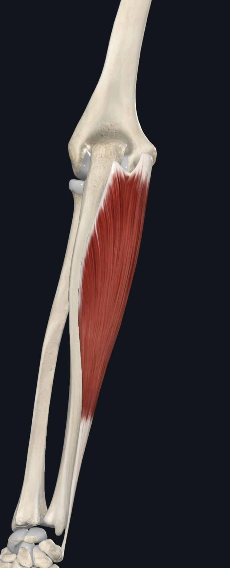 <p><span>humeral head = medial epicondyle of the humerus</span></p><p><span>ulnar head = the posterior of the olecranon of the ulnar</span></p>