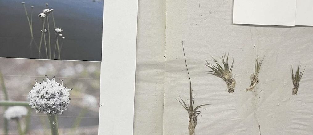 <p>plant?</p>