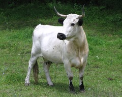 -Originates in WALES
-White with black ears and muzzles, medium size
-Good grazers, good marbling