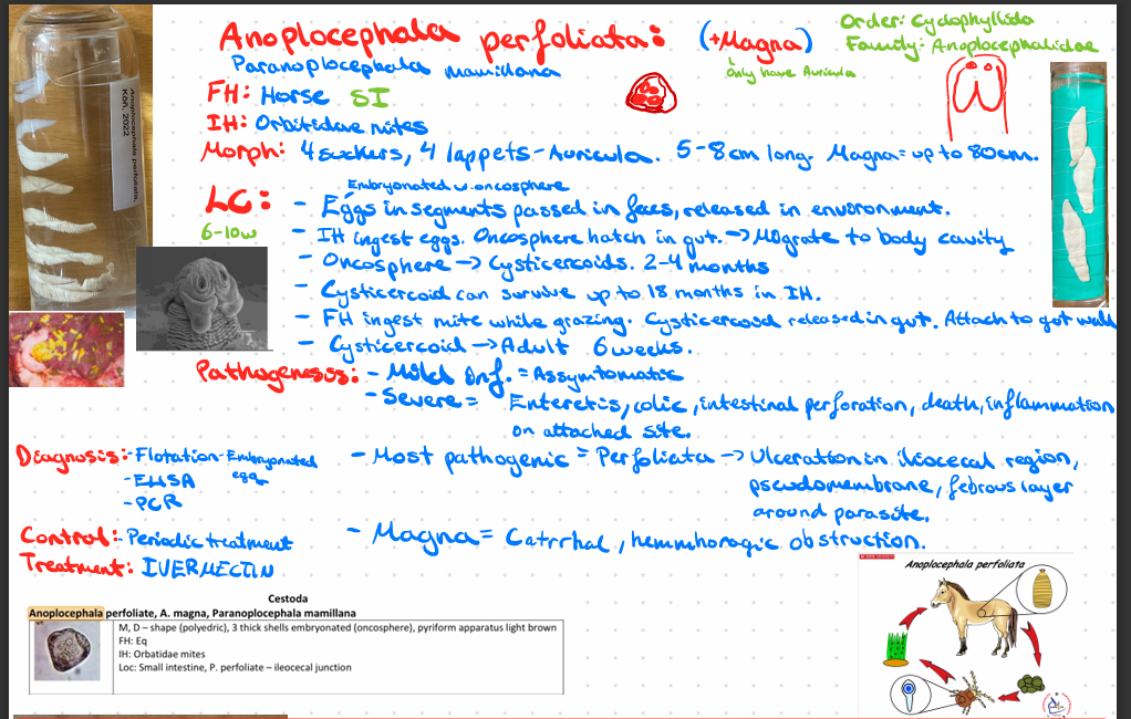 <p>Anoplocephala perfoliata + magna (CESTODE)</p>
