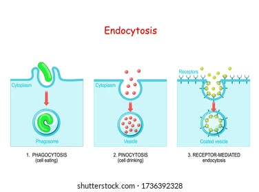 <p>Bulk transport is moving large amounts of material IN OR OUT of the cell through <strong><em><mark data-color="#420f4f" style="background-color: #420f4f; color: inherit">vesicles</mark></em></strong>.<br></p><p><strong>#1. Endocytosis - </strong>The plasma membrane engulfs materials, enclosing them in vesicles to be transported into the cell</p><ul><li><p><strong>Phagocytosis</strong>: Solid materials are engulfed by the vesicles, bringing them into the cell (e.g., bacteria getting engulfed by immune cells).</p></li><li><p><strong>Pinocytosis (“pina colada” “cell drinking”)</strong>: Liquids &amp; Dissolved Substances are engulfed by the vesicles<br></p></li></ul><p><strong>#2. Exocytosis = </strong>Vesicles <strong>fuse with the plasma membrane</strong> to release waste substances (like secreting hormones or enzymes)</p>