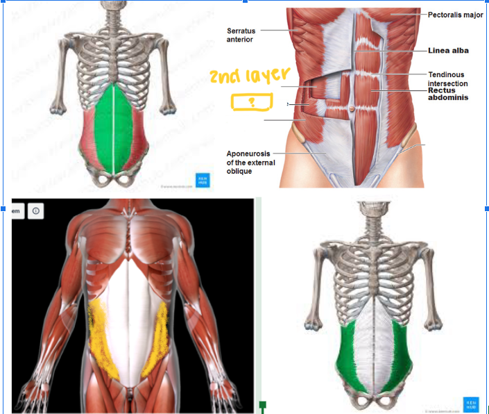 <p>Function:<strong> FLEX/ROTATE TORSO </strong></p><ul><li><p>SECOND LAYER </p></li></ul><p></p>