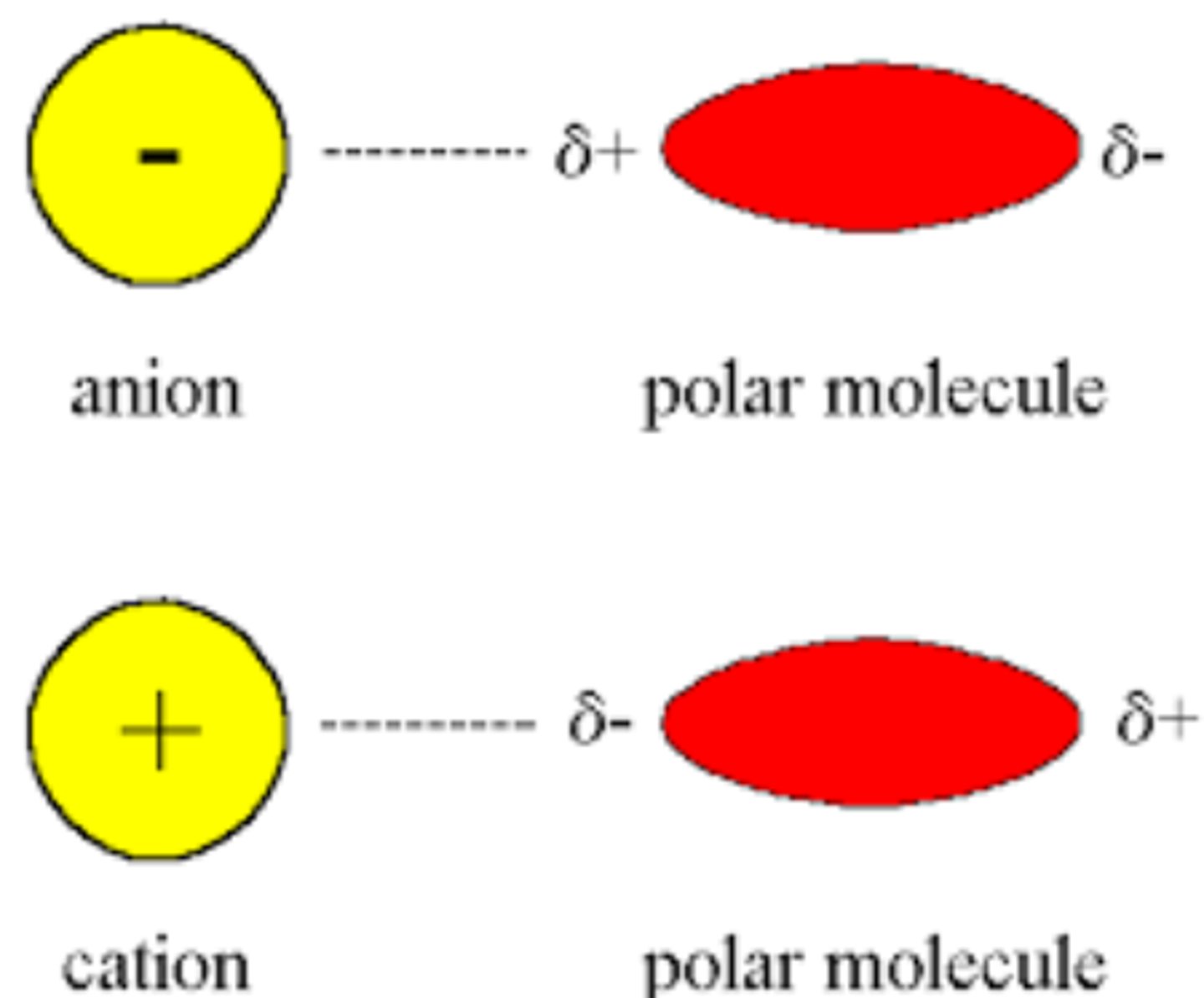 <p>created by equal but opposite charges that are separated by a short distance</p>