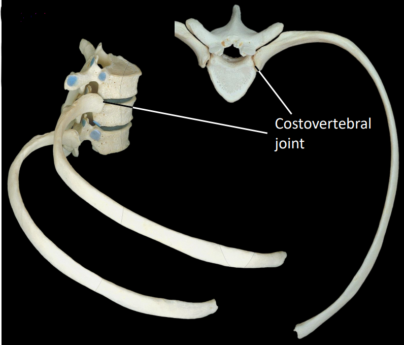 <ul><li><p>articulation between rib &amp; vertebrae</p></li><li><p>spans 2 thoracic vertebrae &amp; intervertebral disc</p></li><li><p>demifacets facilitate this joint</p></li></ul><p></p>
