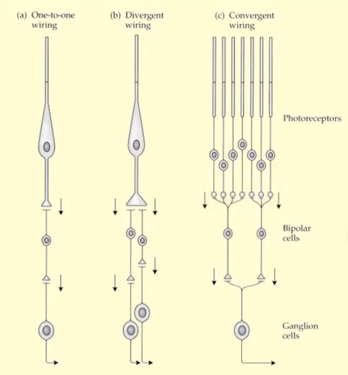<p>can be individual so one photoreceptor to one bipolar to one ganglion ( provides finest spatial detail- &nbsp;mainly at fovea)</p><p>can be one photoreceptor to more than one bipolar cell and more than one ganglion (divergent wiring)</p><p>can be multiple photoreceptors to less bipolar to one ganglion (convergent wiring ) - good for small amounts of light , poor in good light conditions)</p>