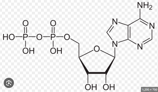 <p>One of the products of glucose phosphorolysis. This is created during the reaction of ATP with glucose, during which ATP loses one of its phosphate groups.</p>