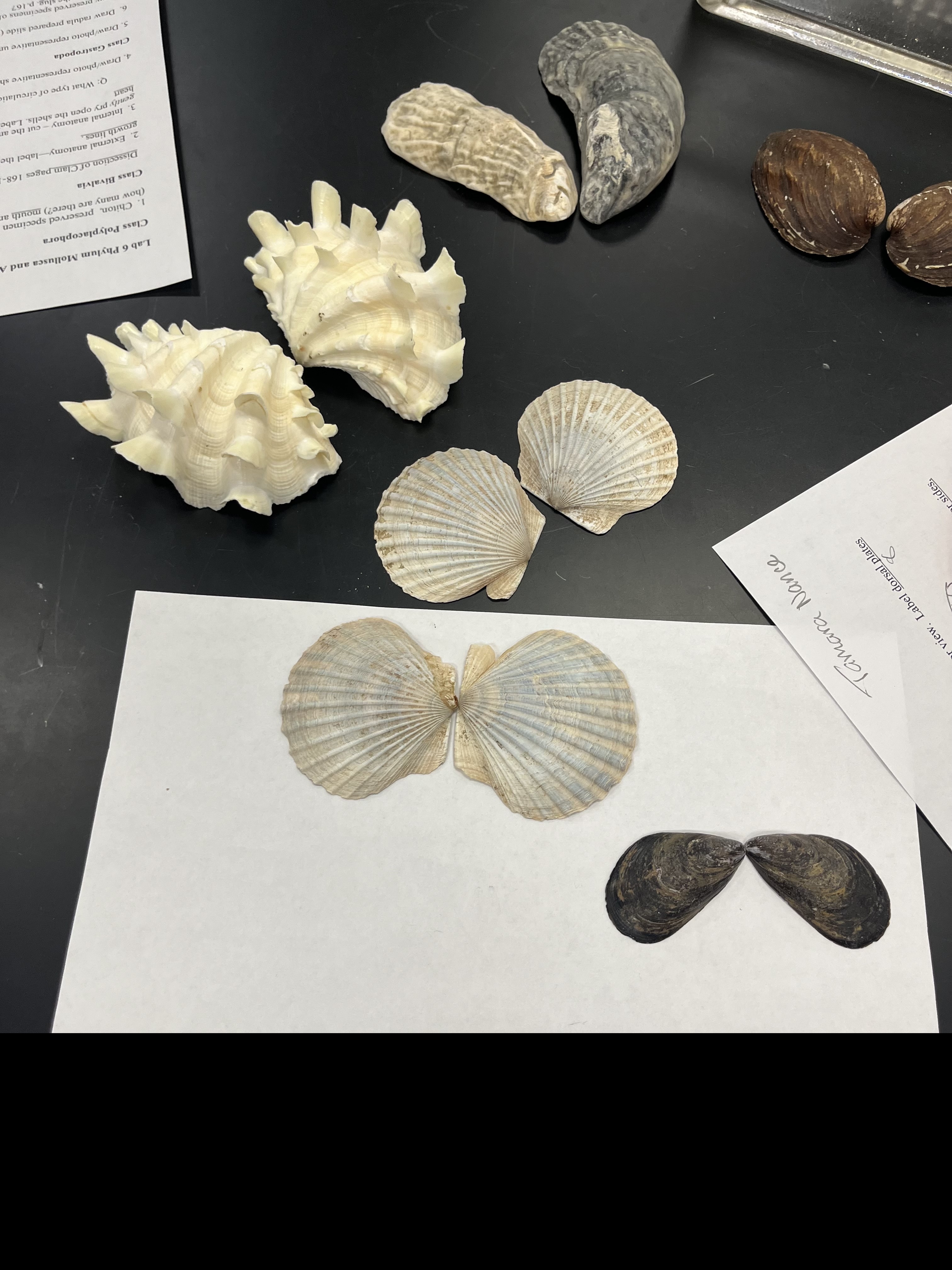 <p>What type of shells are these?</p>