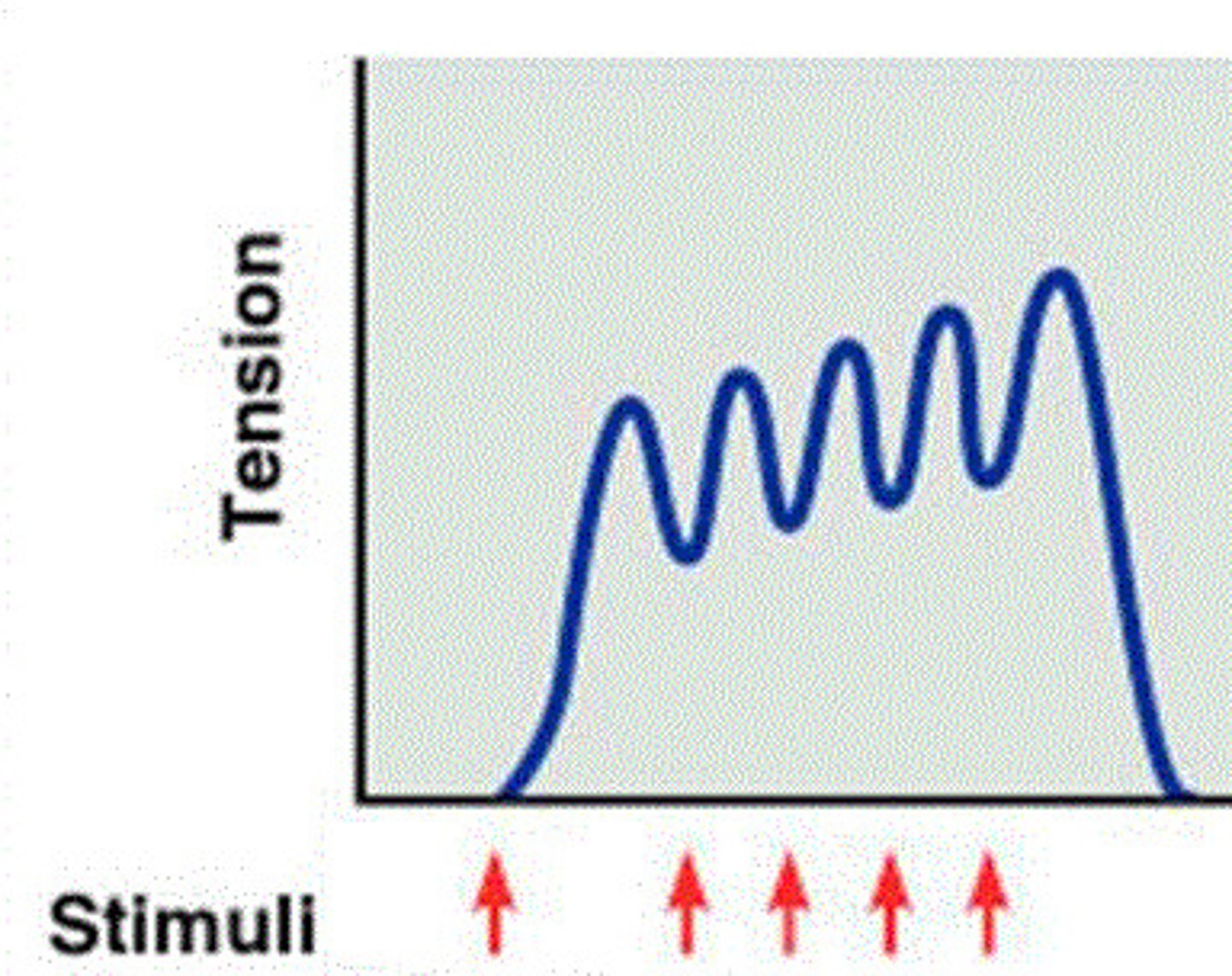 <p>type of wave summation with partial relaxation observed between twitches</p>