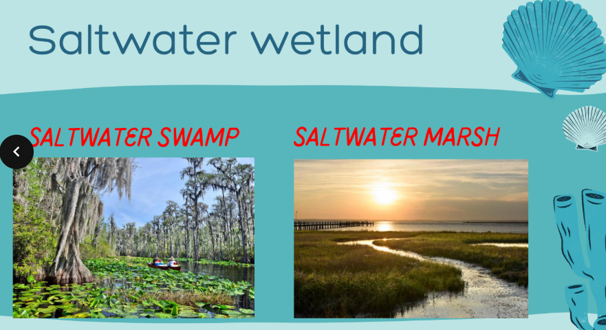<ul><li><p>saltwater swamps are regions dominated with trees, whereas salt marshes are covered with grasses </p></li></ul><p></p>