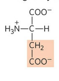 <p>Abbreviation: Asp, D</p><p>pK<sub>a </sub>of R group: 3.9</p>