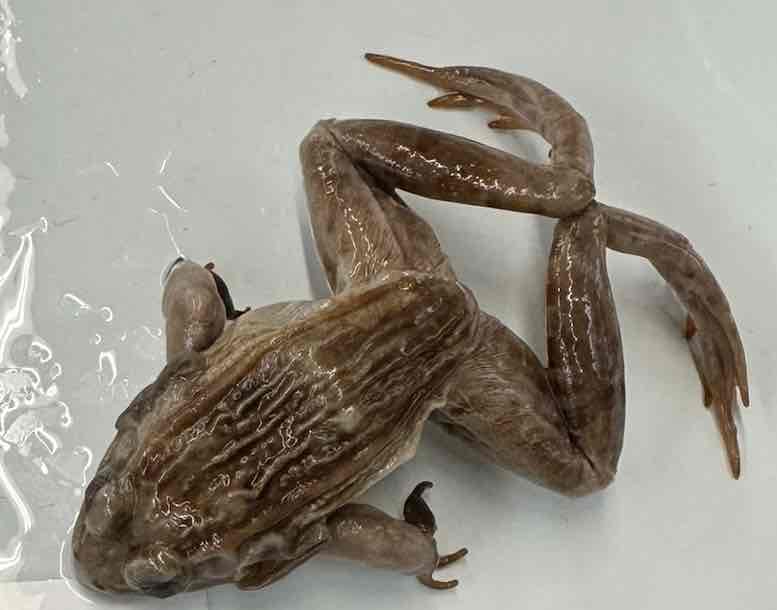 <p>Southern Leopard Frog</p>