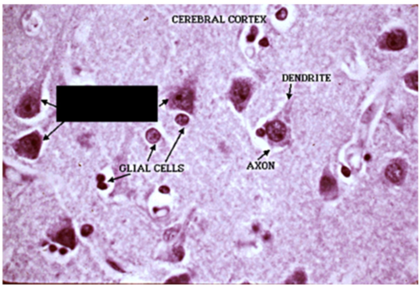 <p>Identify the cell</p>