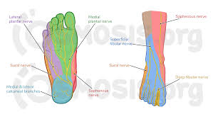 <p><span><span>the sole or bottom surface of the foot</span></span></p>