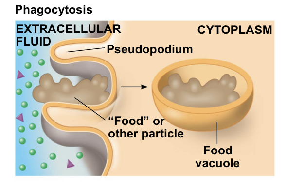 <p>engulfment of a food practice by the cell wrapping cell membrane around it and forming a vacuole</p>