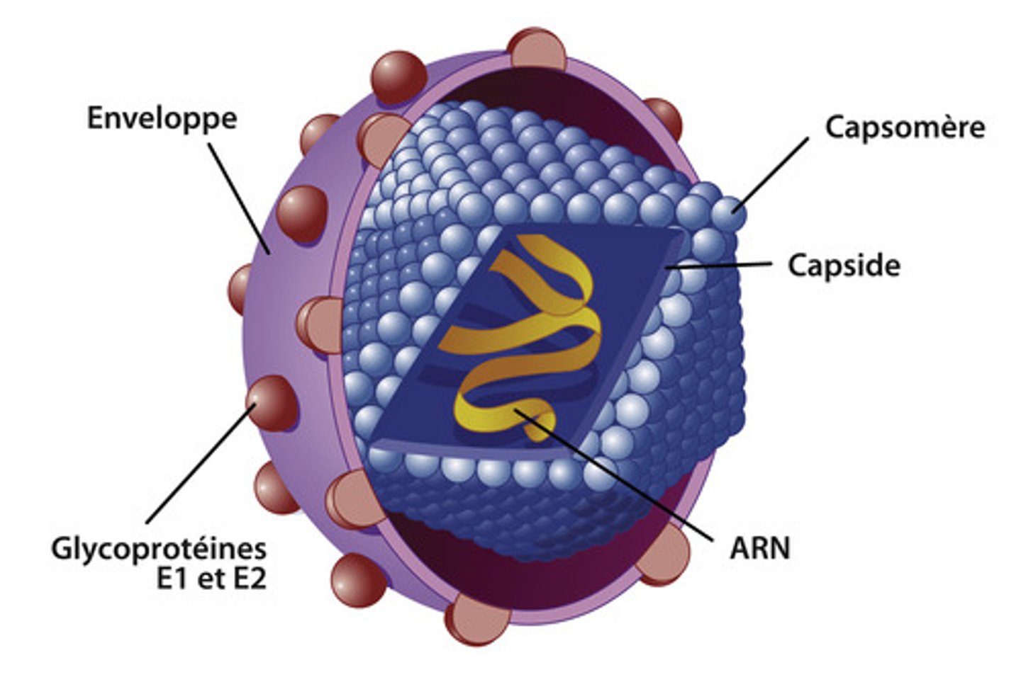 <p>Elle a une structure bi-lipidique,</p><p>elle est hérissée de glycoprotéines,</p><p>les glycoprotéines sont d'origine virale,</p><p>les glycoprotéines présentes permettent l'attachement du virus aux cellules</p>