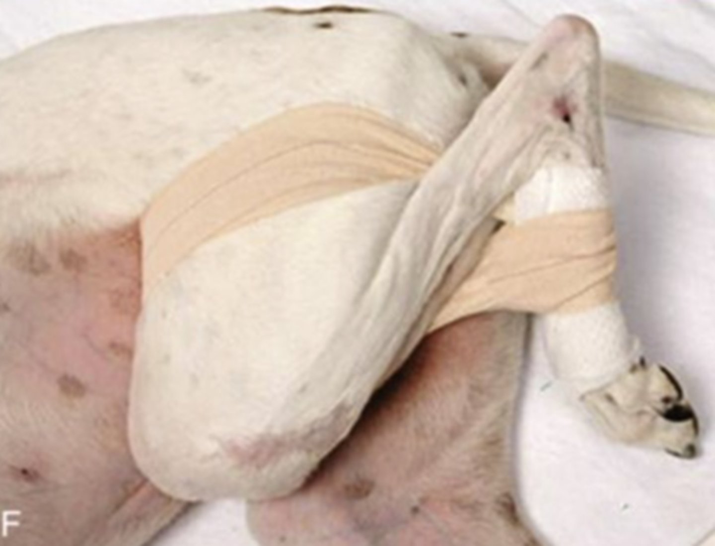 <p>A non-weight-bearing sling applied to the pelvic limb to protect the hip joint after injury</p>