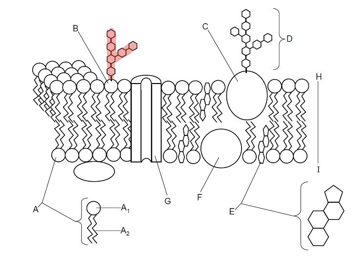 <p>Which part is B? </p>