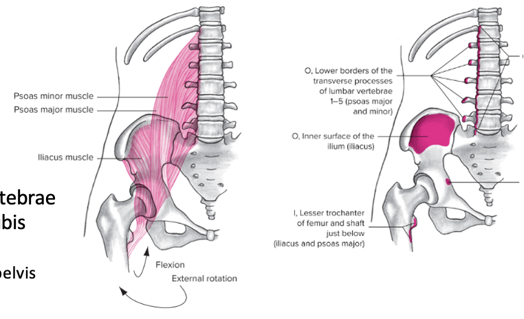 Anterior, contains the Iliacus, psoas major and minor 

Origin: Ilium and lumbar vertebrae

Insertion: Lesser trochanter and pubis 

Action at pelvis: anterior pelvic rotation, transverse pelvis rotation 

Action at hip: Flexion and external rotation 